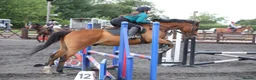 Irish Thoroughbred horses for sale: Gelding TB 16hh  in Newton Aycliffe - Advert 3