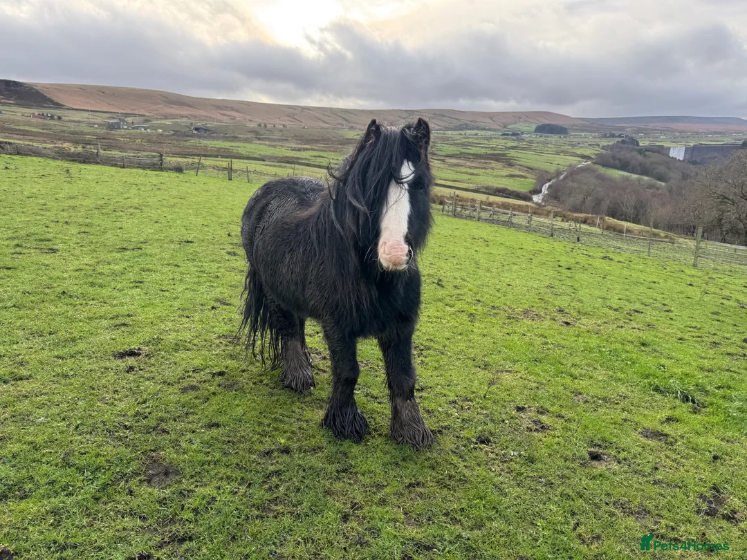 Other Breed horses for sale: Mini cob stallion - Advert 7