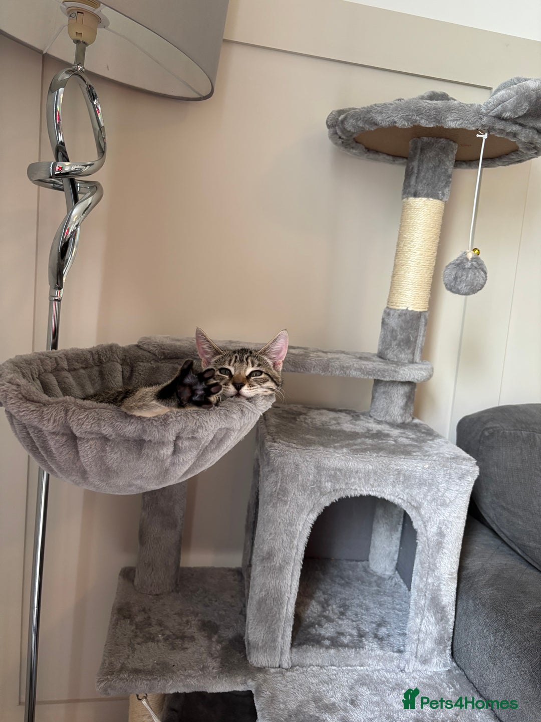 Mixed Breed cats for sale: Gorgeous Girl kitten  - Image 2