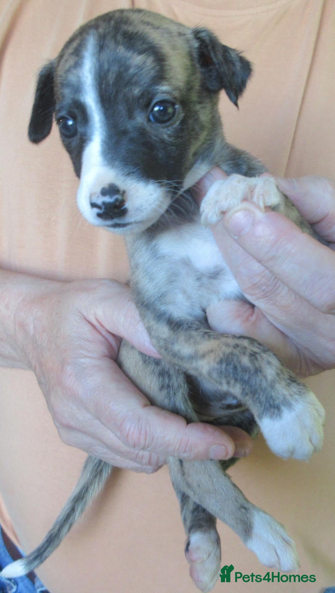 Whippet dogs Celticmoon KC Whippet Puppies - Advert 2