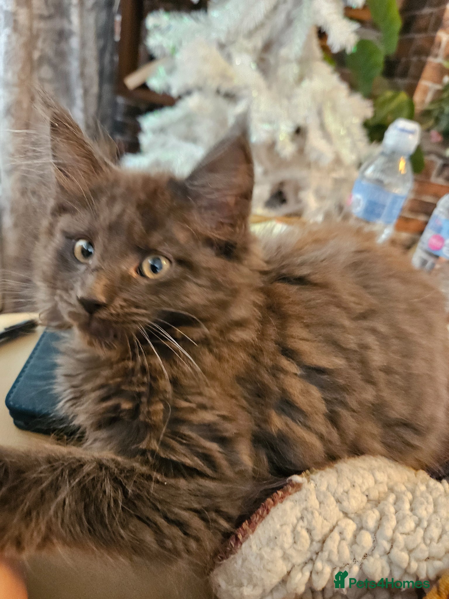 Maine Coon cats **GCCF REG PEDIGREE MAINE COON LAST ONE!! FEMALE! - Advert 4