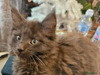 Maine Coon cats **GCCF REG PEDIGREE MAINE COON LAST ONE!! FEMALE! - Advert 4
