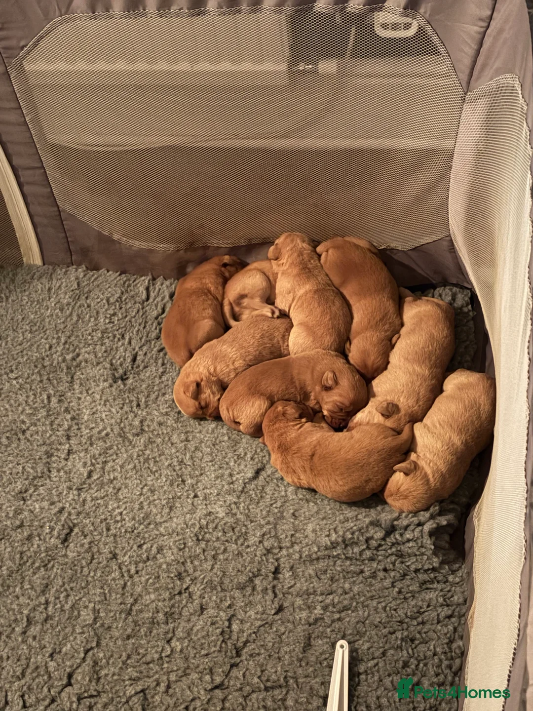 Labrador Retriever dogs for sale: Labrador  in Dorchester - Advert 2