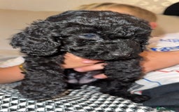 Cockapoo dogs for sale: Cockapoo puppies - Image 19