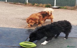 Mixed Breed dogs for adoption: Daisy, a Beautiful Soul - for a Loving Home in Nottingham - Image 11
