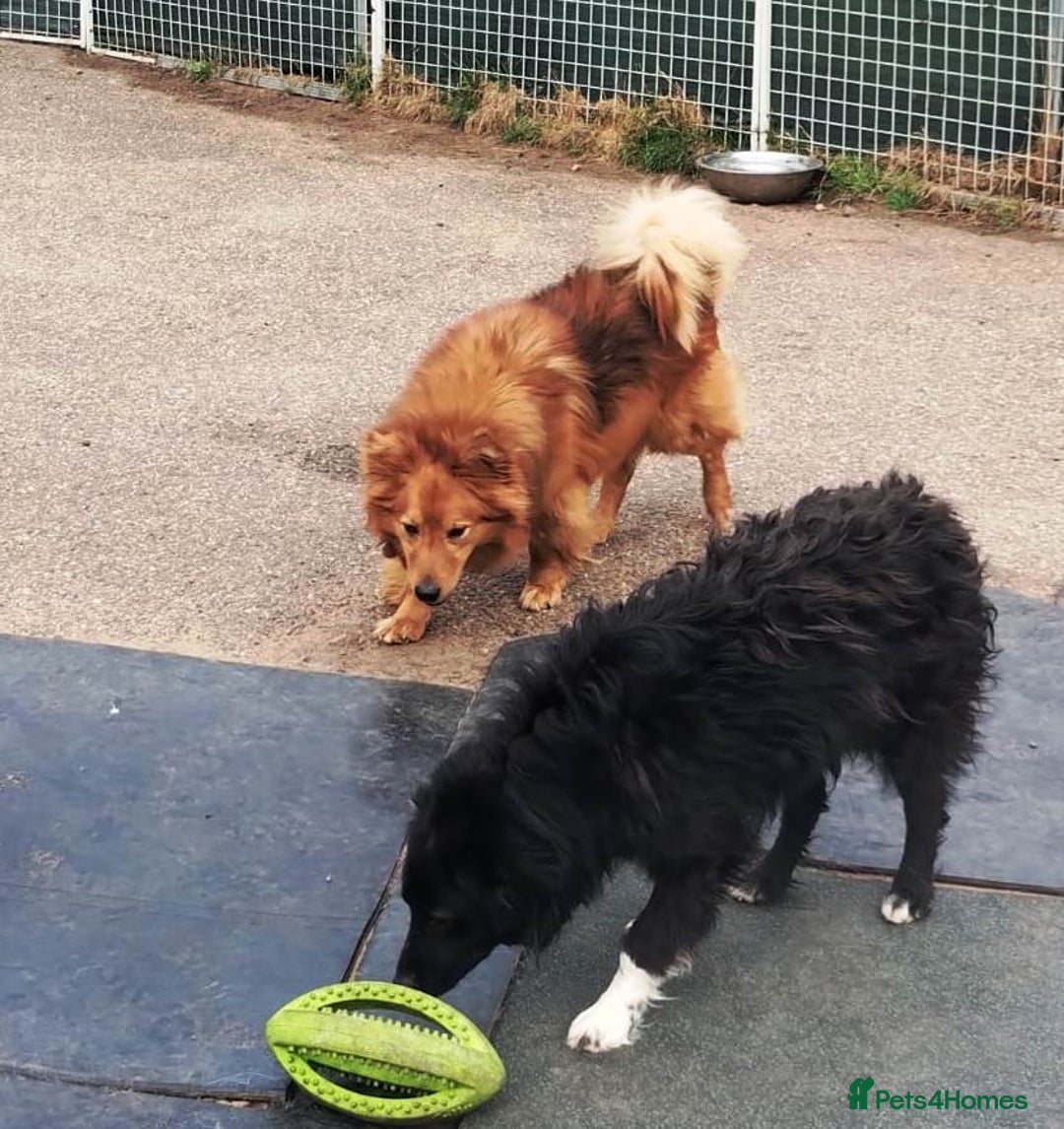 Mixed Breed dogs for adoption: Daisy, a Beautiful Soul - for a Loving Home in Nottingham - Image 11