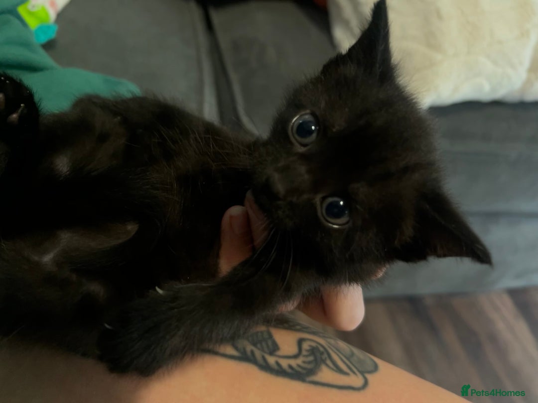 British Shorthair cats for sale: 4 kittens for sale: 3 girls 1 boy mixed coats  - Image 15