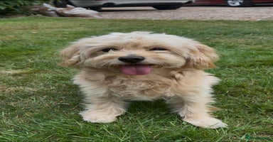 Cavapoochon dogs 🐾 Stud Available – Meet Eggy the Cavapoochon! 🐾 - Advert 14