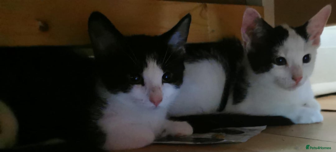 Domestic Shorthair cats for sale: 1 Male and Female kitten 12 weeks old - Image 3