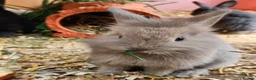 Mixed Breed rabbits for sale: Baby bunny's  - Advert 7