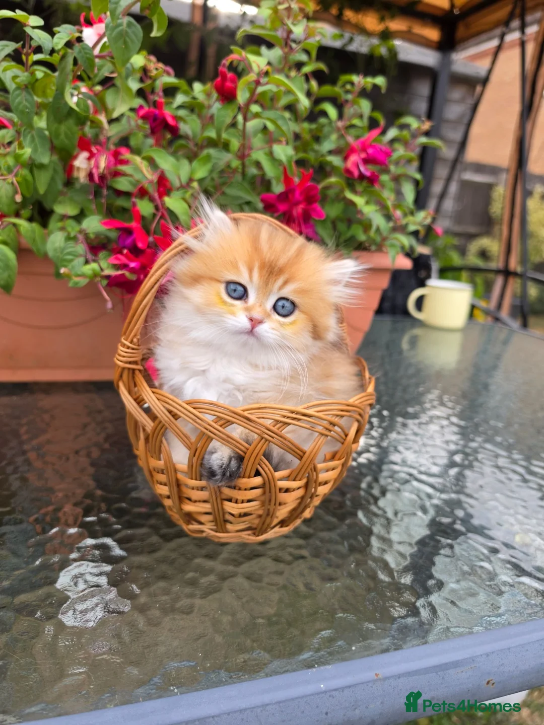 British Longhair cats for sale: British Longhair Kittens – Champion Lines - Advert 1
