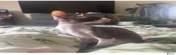 Cornish Rex cats for sale: Champion Cornish Rex girls in Stamford - Advert 18