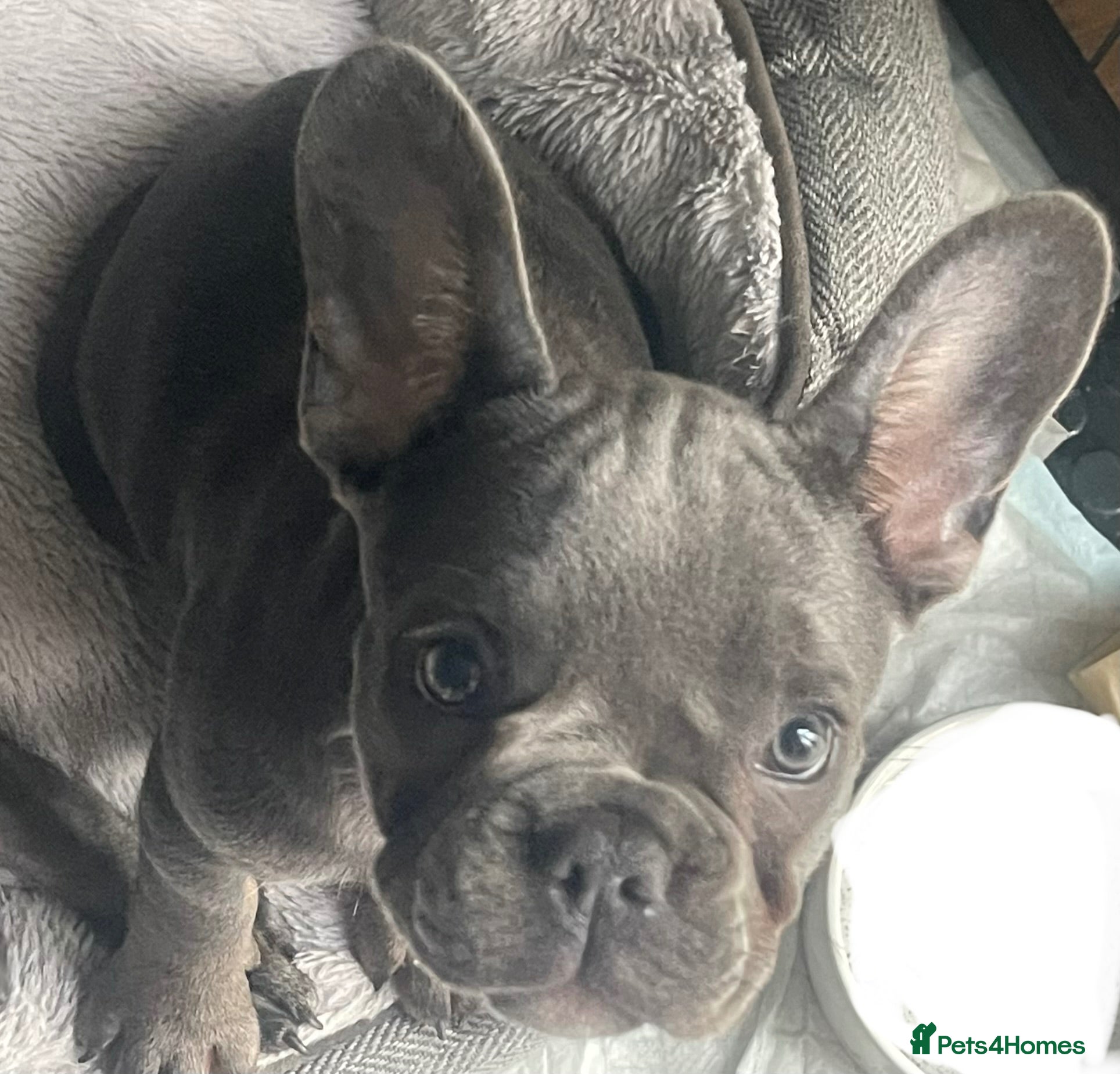 French Bulldog dogs Beautiful French Bulldog Puppies Fluffy Carriers - Advert 21