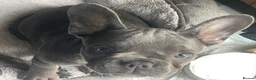 French Bulldog dogs for sale: Beautiful French Bulldog Puppies Fluffy Carriers - Advert 3