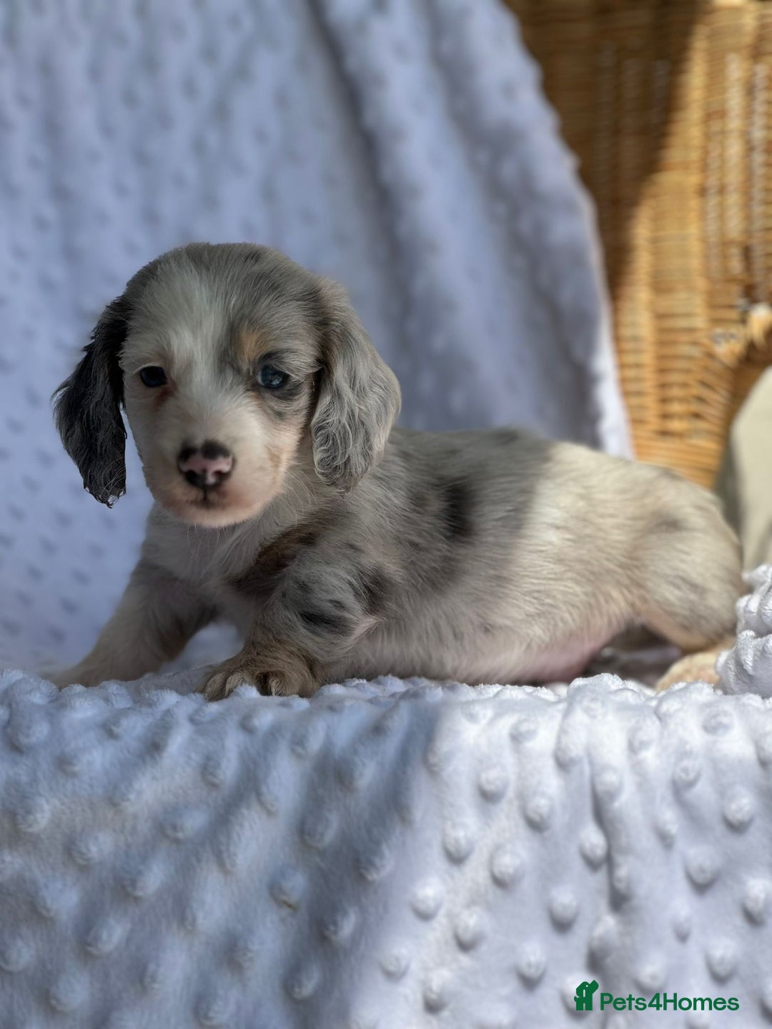 Miniature Dachshund dogs for sale: Miniature Dachshund Puppies  - Image 13