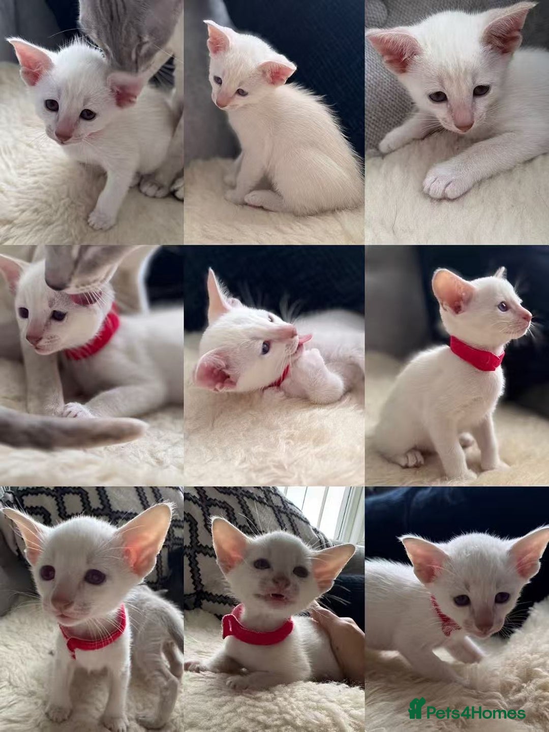 Siamese cats for sale: Beautiful Siamese Kittens – Ready February - Advert 26