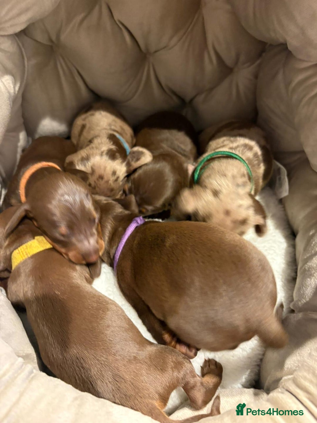 Dachshund dogs for sale: 6 mini dachshunds looking for there forever home  - Advert 2