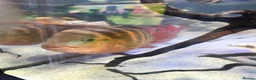 Cichlids fish for sale: Red Terror cichlid 20cm in Staines - Advert 6