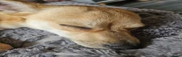 Mixed Breed dogs for sale: This is little ren in Birkenhead - Advert 4