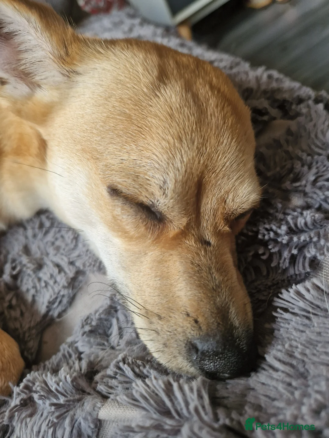Mixed Breed dogs for sale: This is little ren in Birkenhead - Advert 4