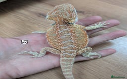 Bearded Dragon reptiles for sale: Baby Bearded dragons. Witblits, genetic stripes - Image 12