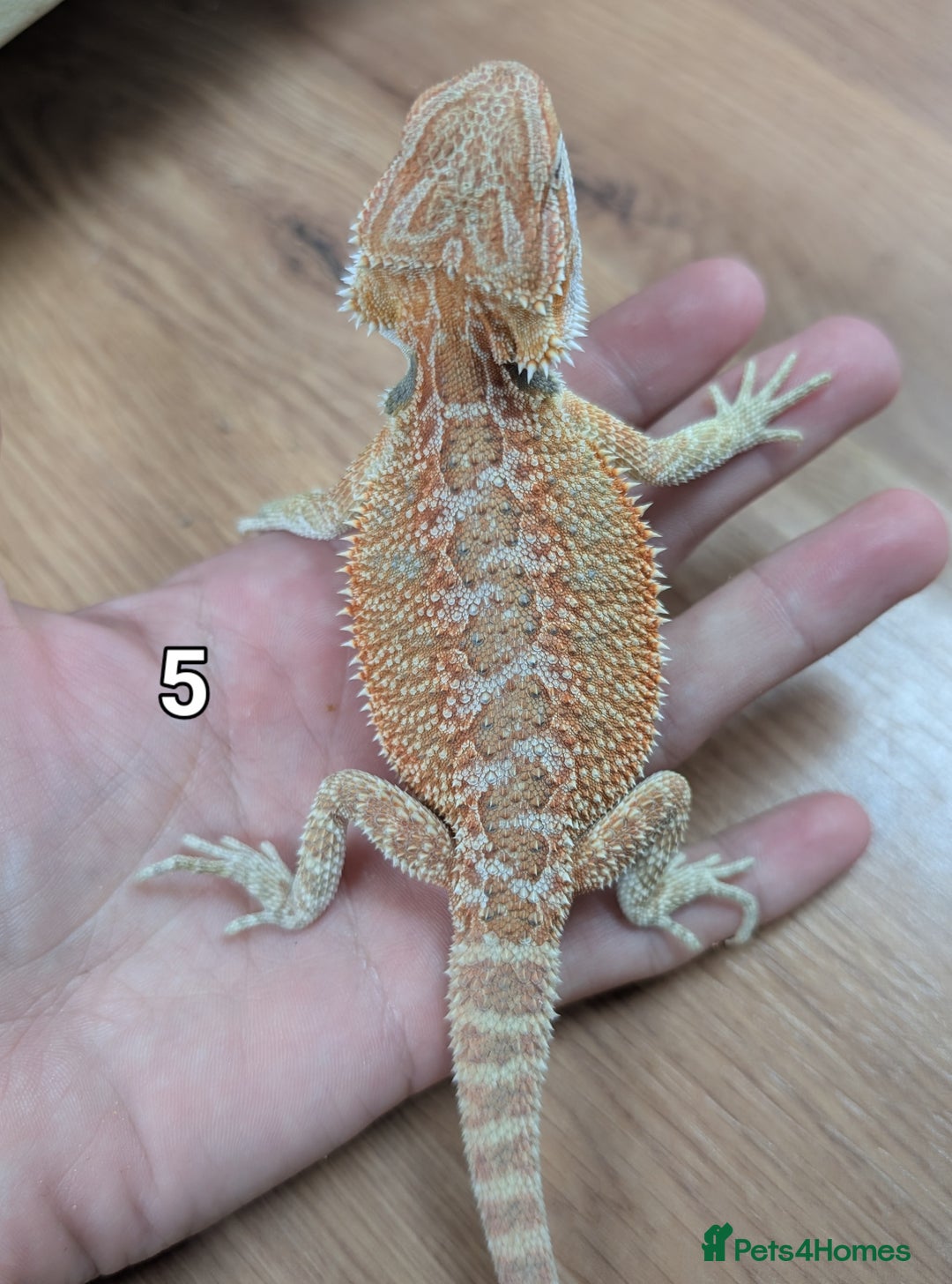Bearded Dragon reptiles for sale: Baby Bearded dragons. Witblits, genetic stripes - Image 12