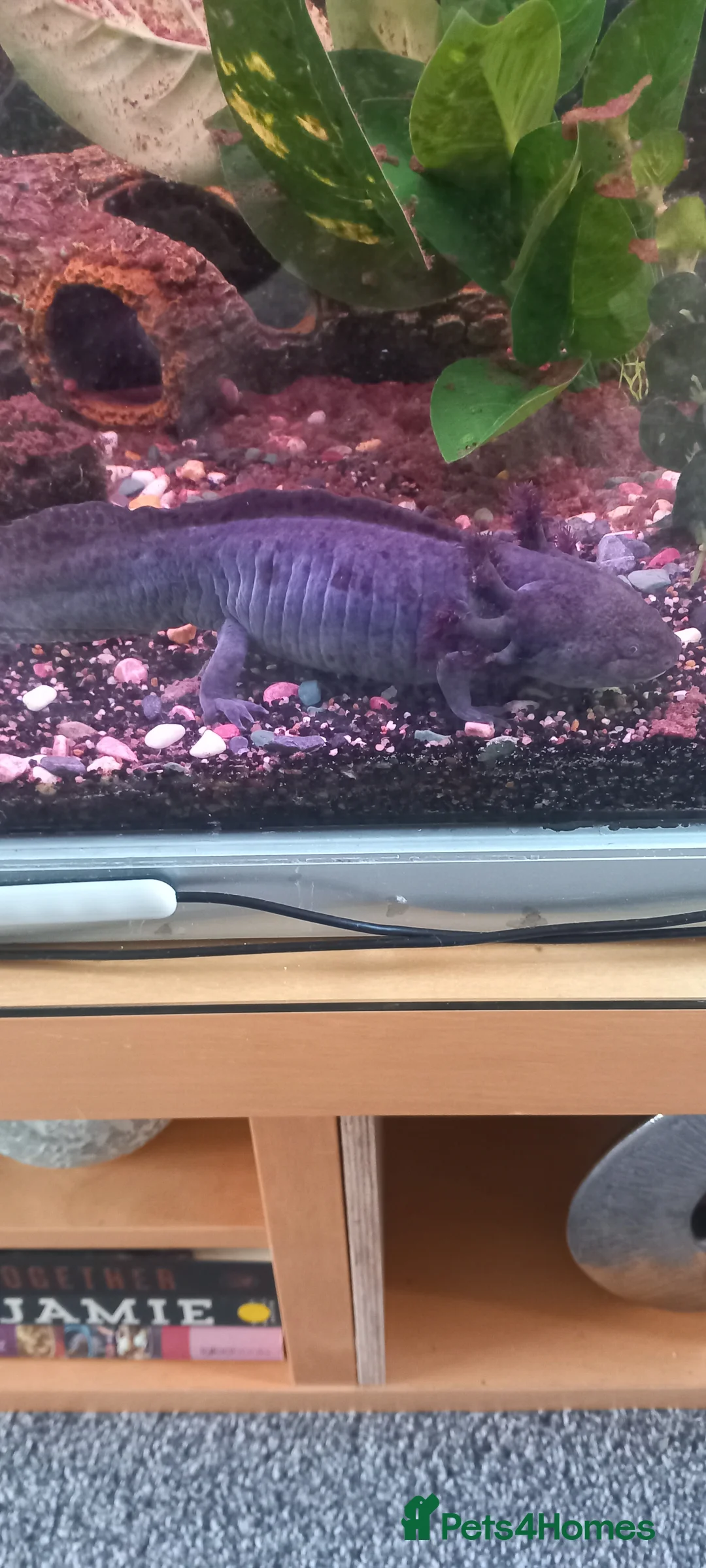 Axolotl reptiles for sale: 2xlarge axolotl  in Barry - Advert 1