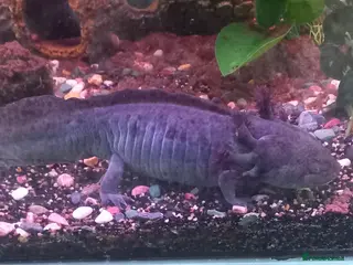 Axolotl reptiles 2xlarge axolotl in Barry - Advert 1