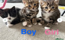 Mixed Breed cats for sale: 1 Gorgeous female Tabby available  in Lancing - Image 14