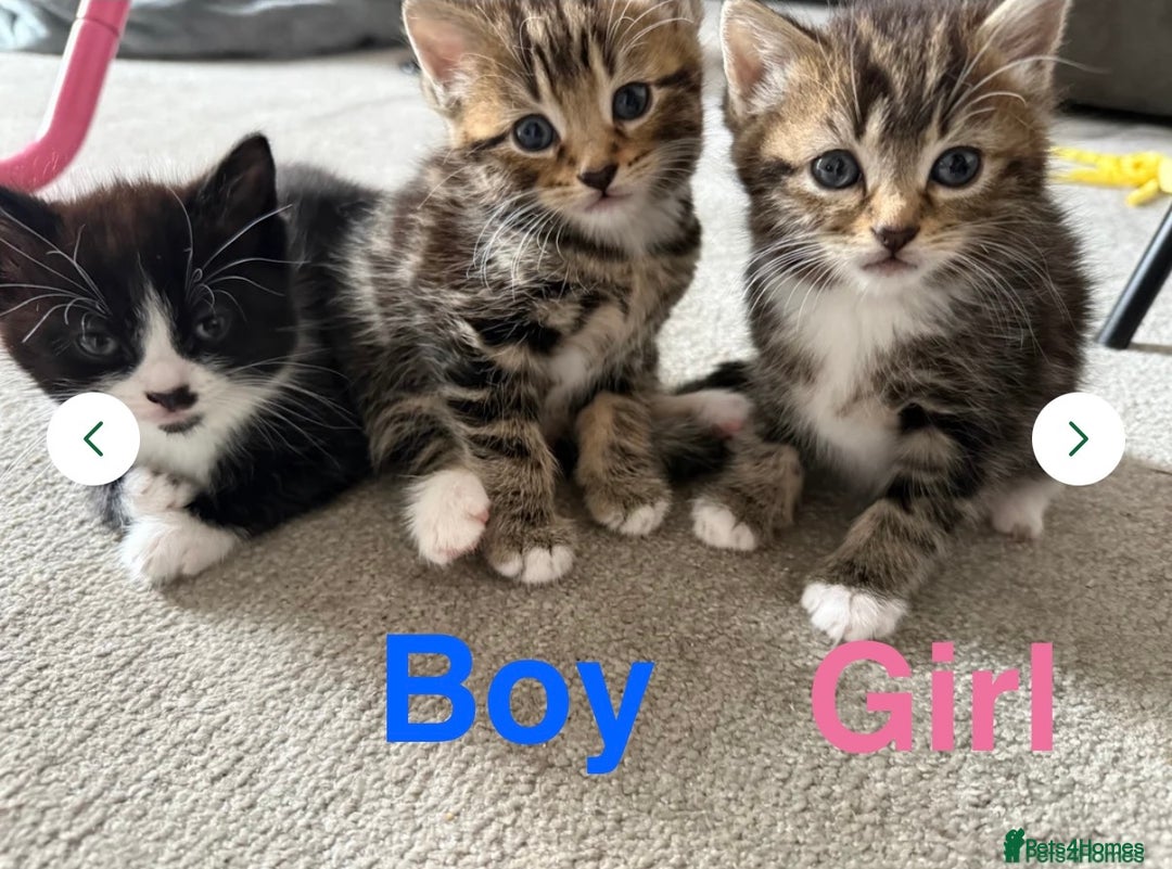 Mixed Breed cats for sale: 1 Gorgeous female Tabby available  in Lancing - Image 14