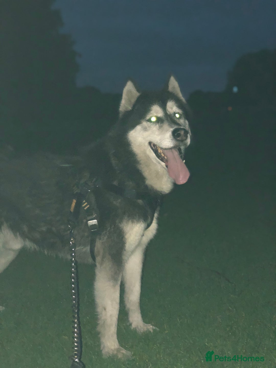 Alaskan Malamute dogs for sale: Alsaskan malamute puppies  - Advert 16