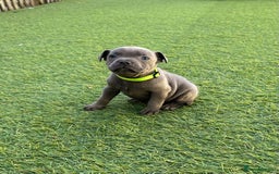 Staffordshire Bull Terrier dogs for sale: Stunning Blue staffy KC Registered Bullscaff Pups - Image 12