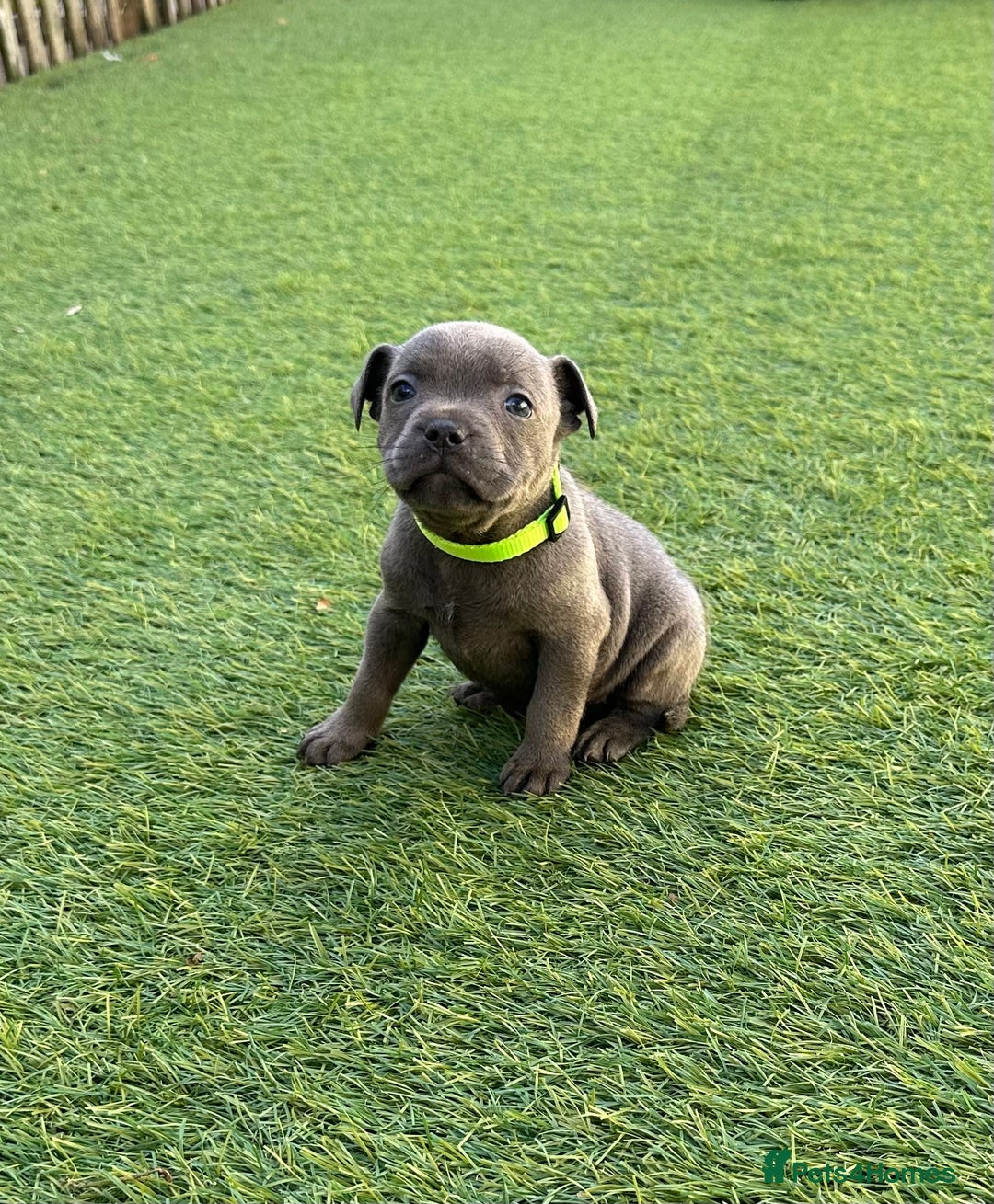 Staffordshire Bull Terrier dogs for sale: Stunning Blue staffy KC Registered Bullscaff Pups - Image 12