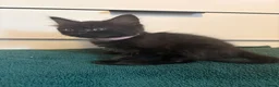Mixed Breed cats for sale: 4 gorgeous black female kittens 🖤 - Advert 6