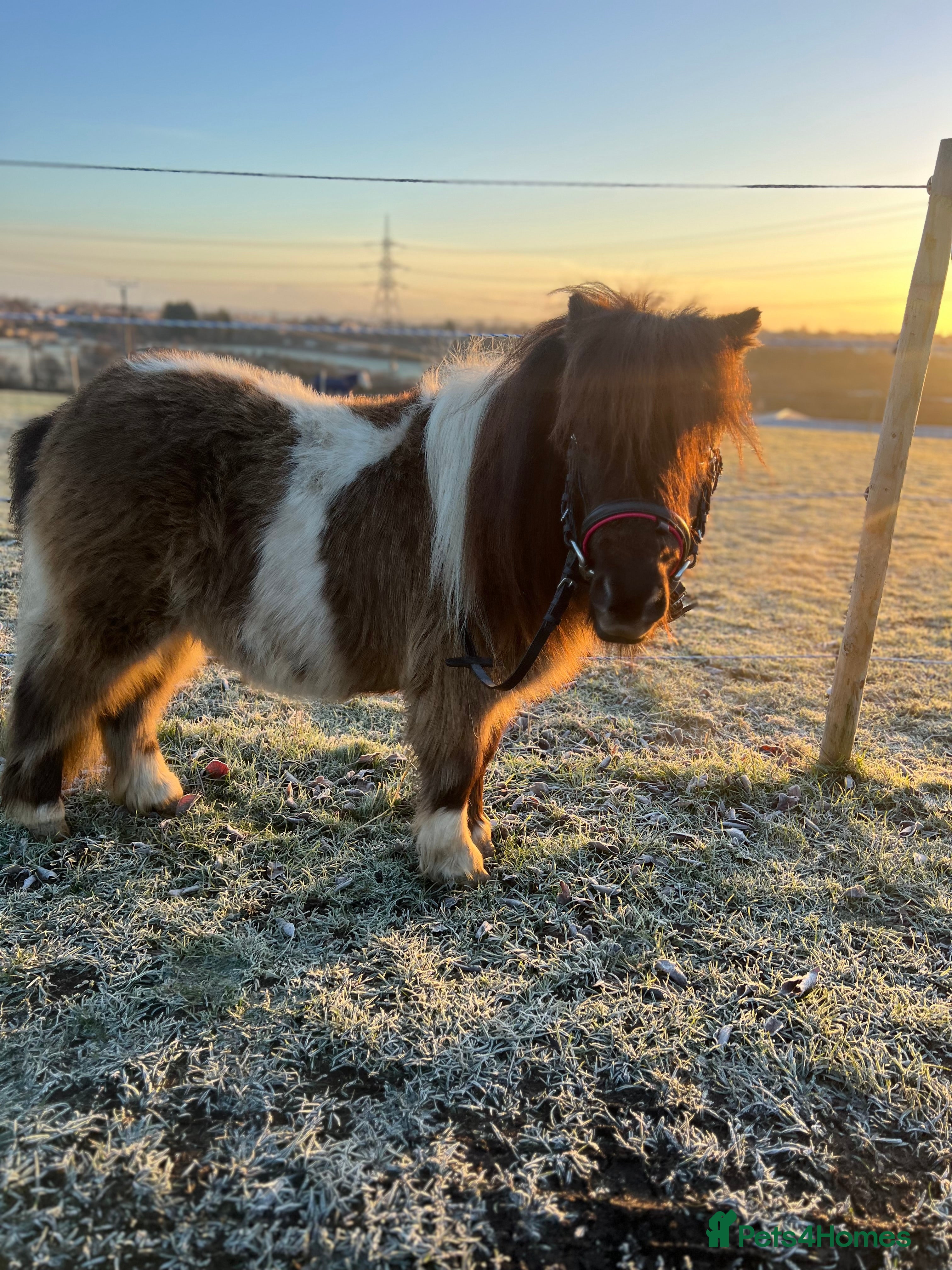 Shetland pony horses Registered Shetland pony  - Advert 5