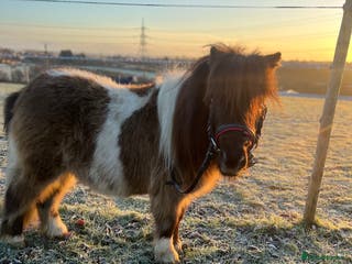Shetland pony horses Registered Shetland pony - Advert 2