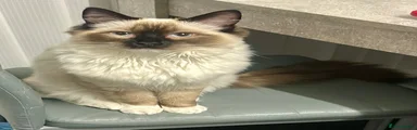 Ragdoll 1