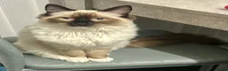 Ragdoll cats for sale: 8 month old Ragdoll boy  - Advert 2