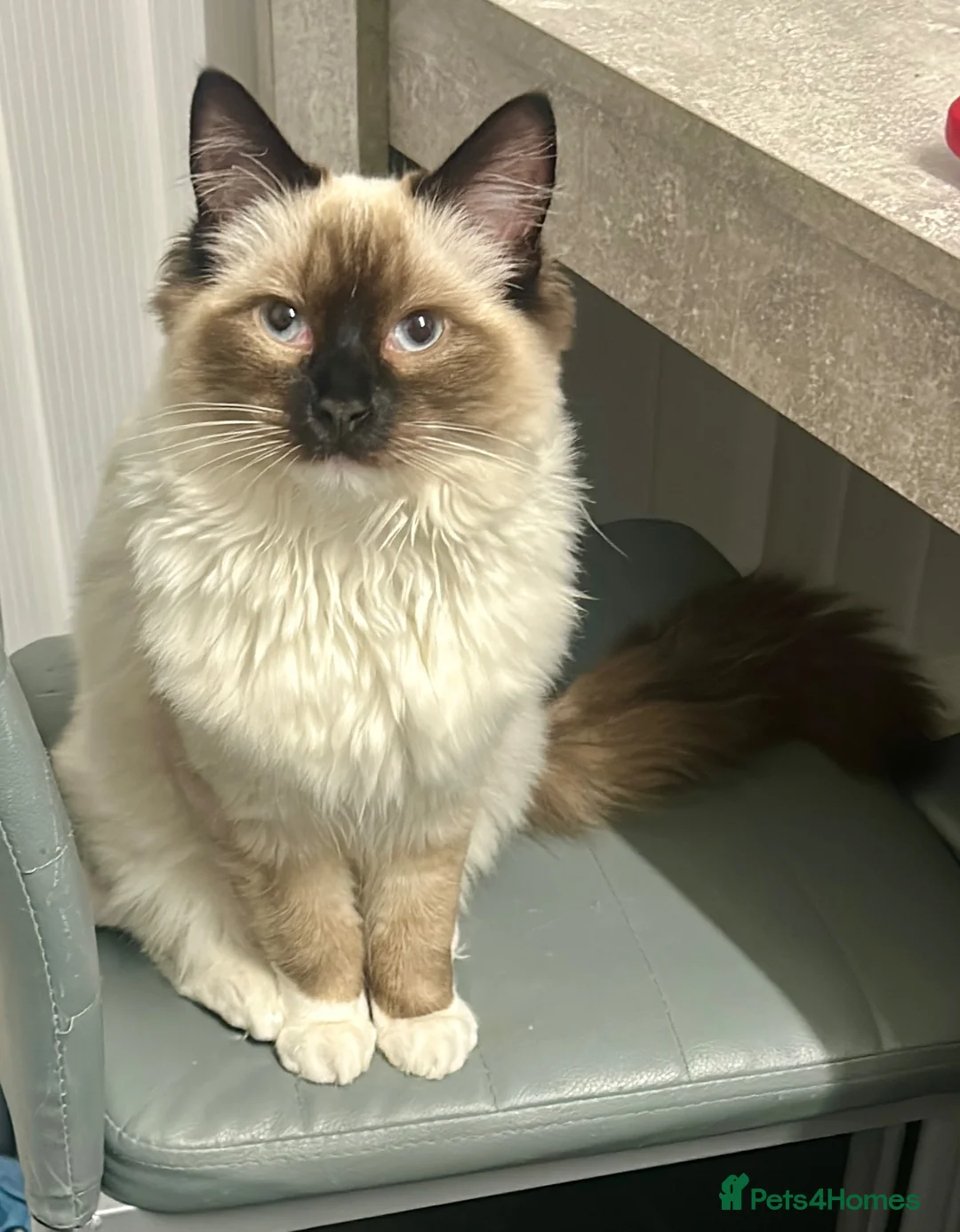 Ragdoll cats for sale: 8 month old Ragdoll boy  - Advert 2