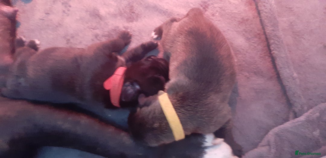Mixed Breed dogs for sale: Staff x american bullsog x blue staff - Image 1