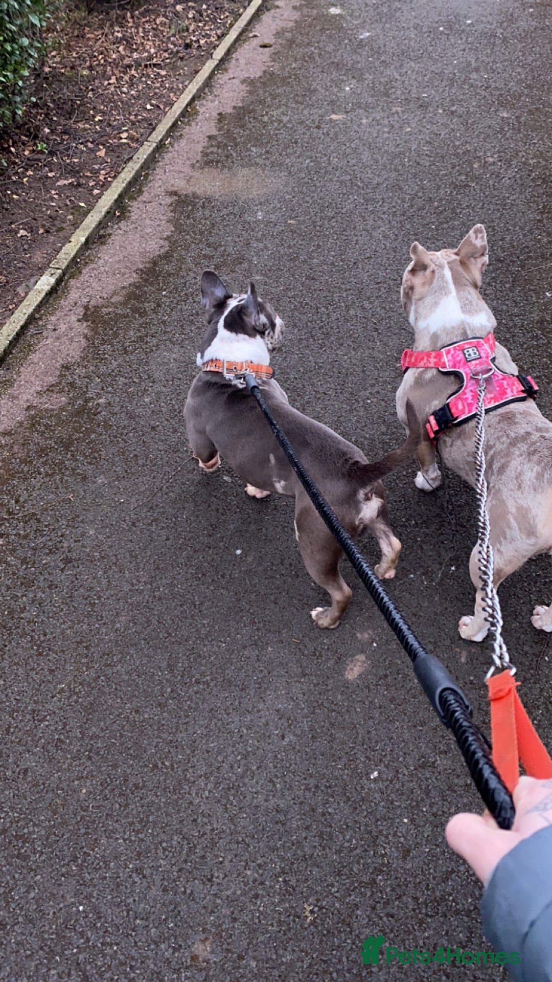 French Bulldog dogs for sale: Miss  - Image 4