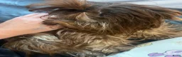 Yorkshire Terrier dogs for sale: Beautiful chocolate and tan boy  - Advert 2