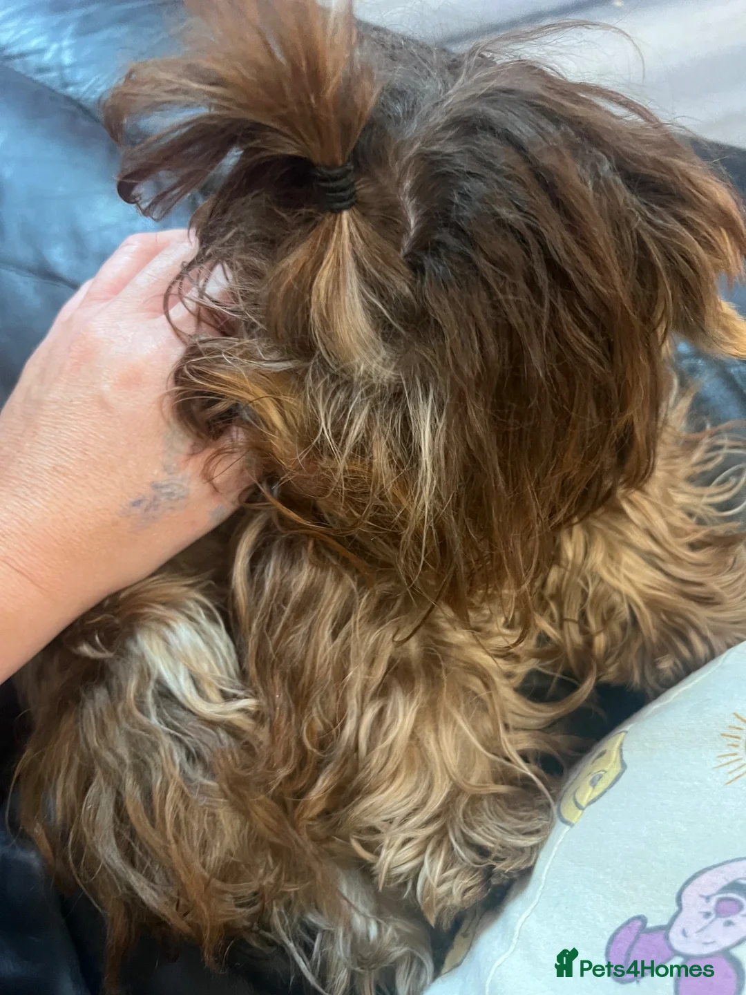 Yorkshire Terrier dogs for sale: Beautiful chocolate and tan boy  - Advert 2