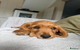 Cocker Spaniel dogs for sale: Stunning KC registered Working Cocker Spaniels  - Image 29