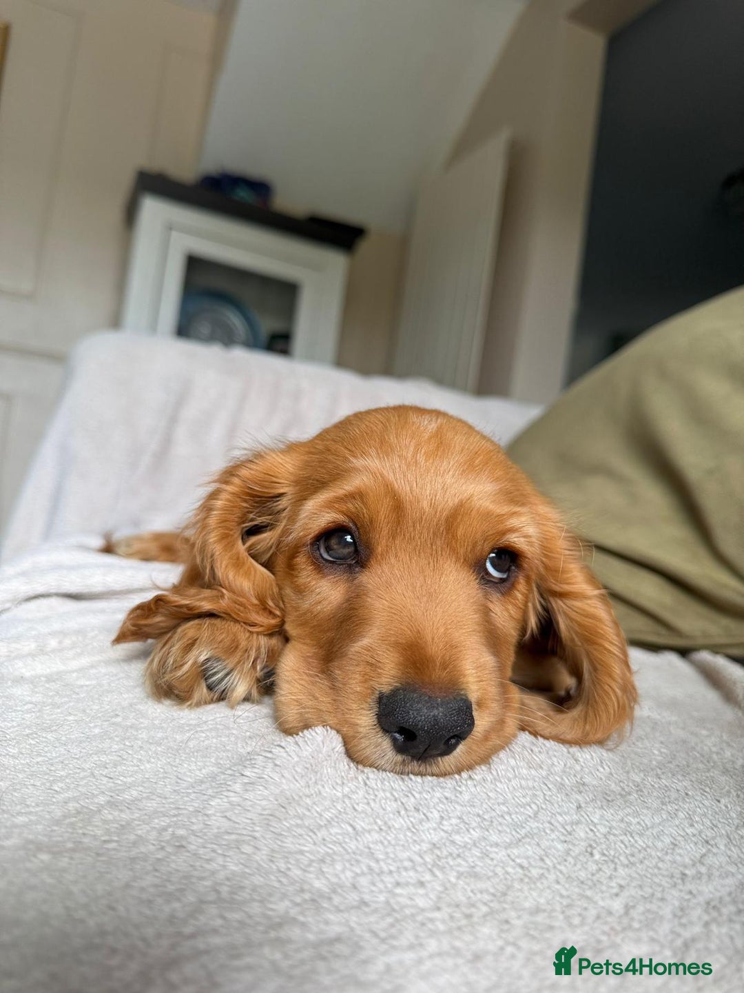 Cocker Spaniel dogs for sale: Stunning KC registered Working Cocker Spaniels  - Image 29