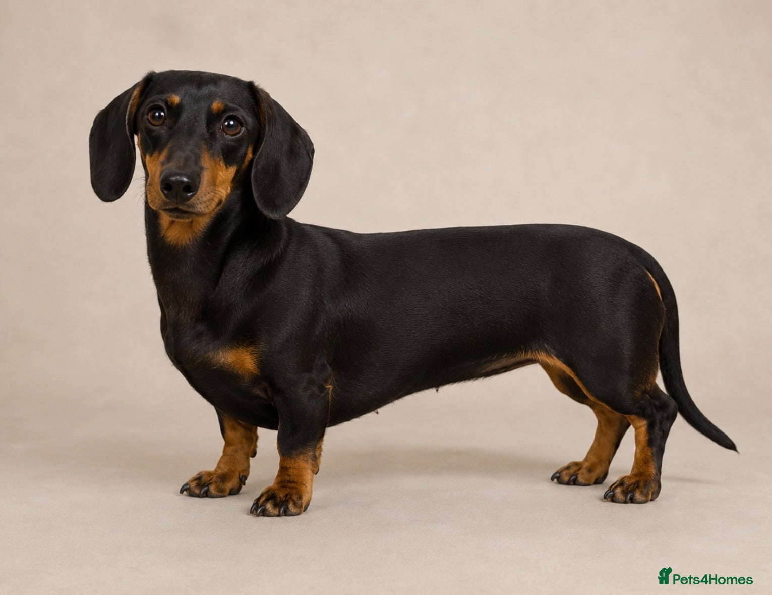 Miniature Dachshund dogs Stunning KC Registered Miniature Dachshund Puppies - Advert 1