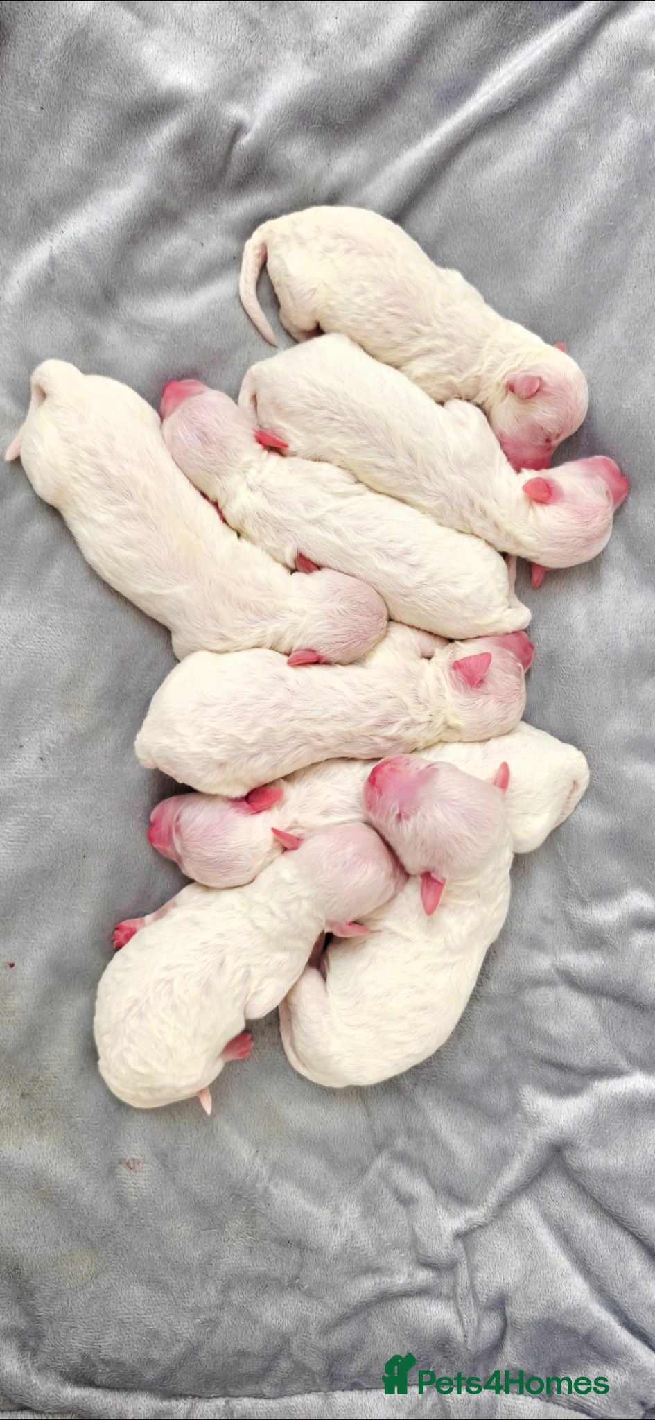 Bichon Frise dogs PURE BRED BICHON FRISE PUPPIES - Advert 8