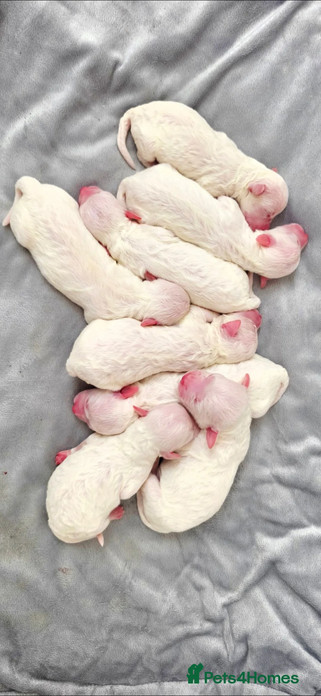 Bichon Frise dogs for sale: PURE BRED BICHON FRISE PUPPIES - Advert 1