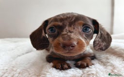 Miniature Dachshund dogs for sale: Purebred Miniature Dachshund Puppies – Ready - Image 8