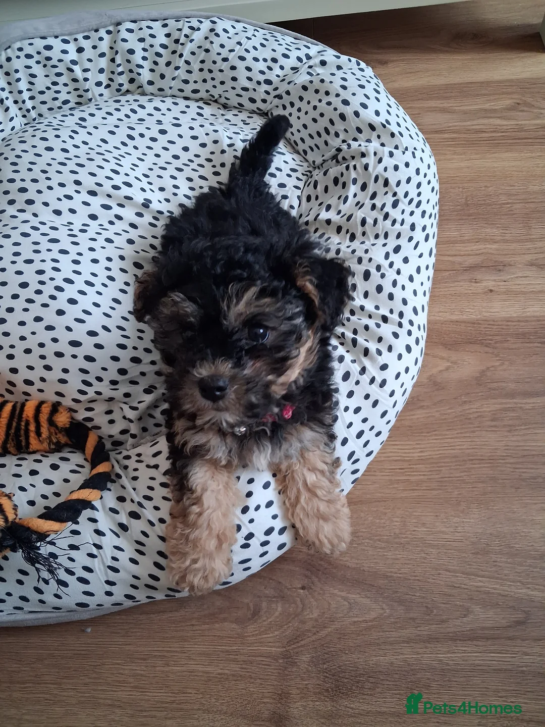 Maltipoo dogs for sale: Little girl maltipoo puppy  - Advert 6